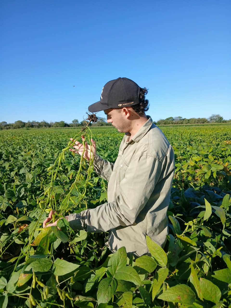 Un productor revisa las vainas de una planta de soja, parado en el lote